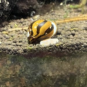 Snail ID