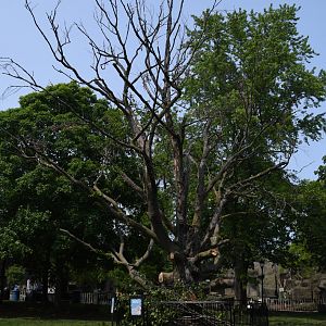 70-80 year old beech tree