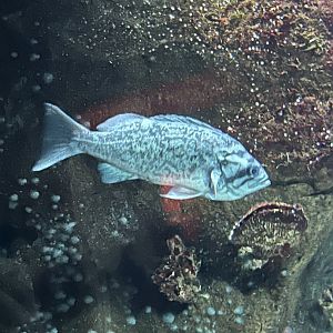 Rockfish ID