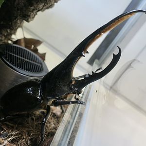 Hercules Beetle (Dynastes hercules)