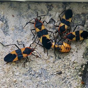 Large Milkweed Bug (Oncopeltus fasciatus)