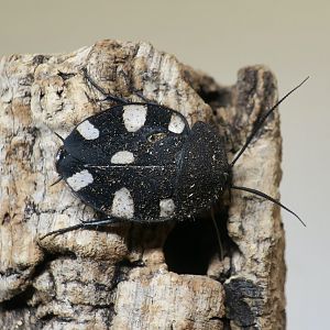 Indian Domino Cockroach (Therea petiveriana)
