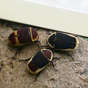 Sun Beetle (Pachnoda marginata peregrina)