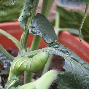 Tobacco Hornworm (Manduca sexta)