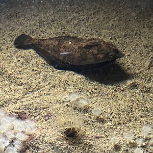 Flatfish ID
