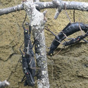 Black Beauty Stick Insect (Peruphasma schultei)