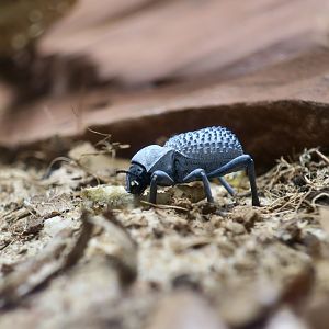 Blue Death-Feigning Beetle (Asbolus verrucosus)