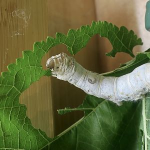 Domestic Silkworm (Bombyx mori)