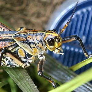 Eastern Lubber Grasshopper (Romalea microptera)