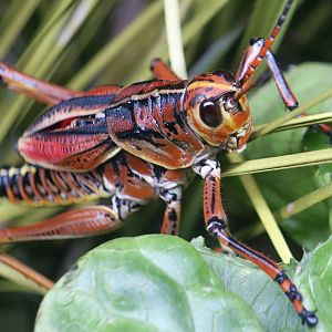 Eastern Lubber Grasshopper (Romalea microptera)