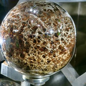 Leafcutter Ant (Atta cephalotes) fungal chamber