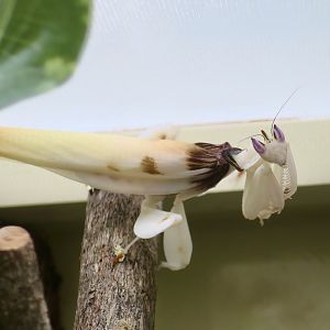 Pink Orchid Mantis (Hymenopus coronatus)