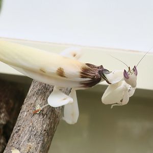 Pink Orchid Mantis (Hymenopus coronatus)