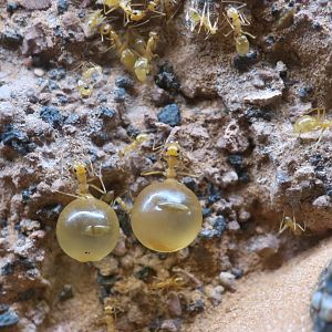 Mexican Honeypot Ant (Myrmecocystus mexicanus)