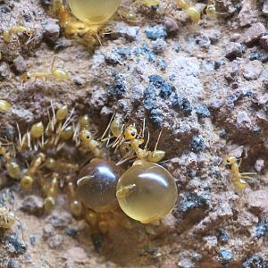 Mexican Honeypot Ant (Myrmecocystus mexicanus)