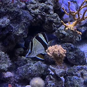 Butterflyfish ID