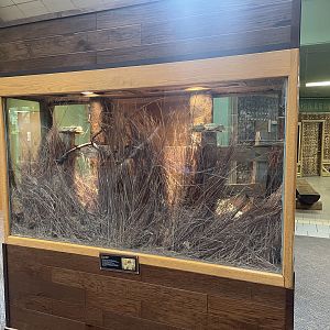 Harvest Mouse Exhibit