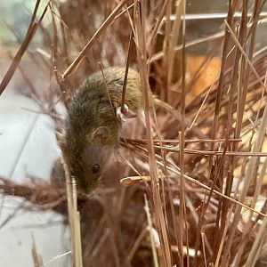 Harvest Mouse