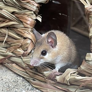 Cairo Spiny Mouse