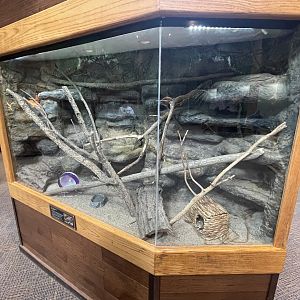 Cairo Spiny Mouse Exhibit