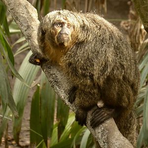 White-Faced Saki Monkey