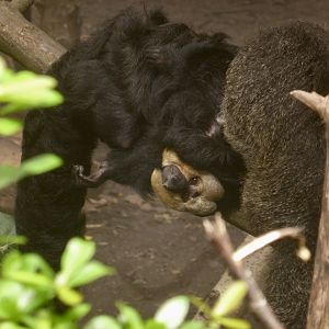White-faced Saki Monkeys