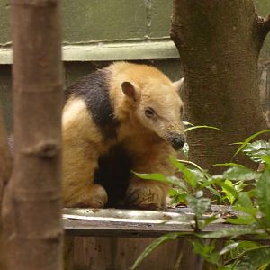 Southern Tamandua