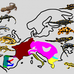Fire Salamander - Subspecies distribution maps