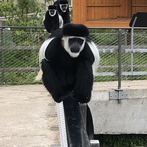 Colobus Monkeys