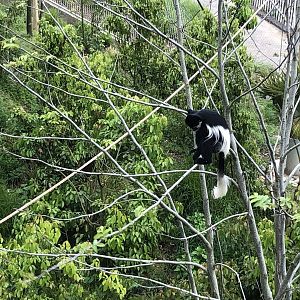 Colobus Monkey