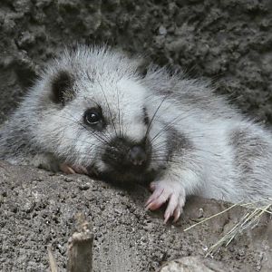 Northern Luzon cloud rat