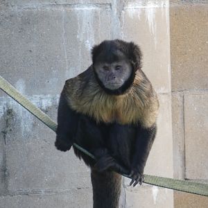 Buffy-headed capuchin