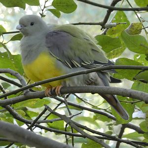 Bruce's green pigeon