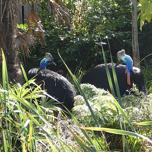 Southern cassowary