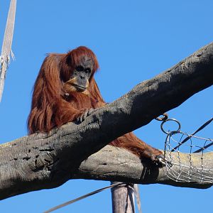Sumatran orangutan
