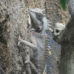 Natalia's spiny lizard