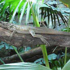 Common sailfin lizard