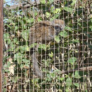 Lac Alaotra bamboo lemur