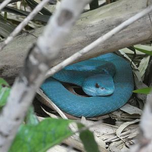 Komodo Island pit viper