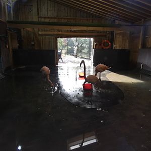 Flamingo indoor enclosure