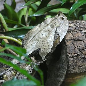 Gaboon viper