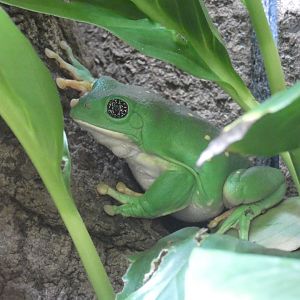 Mexican tree frog