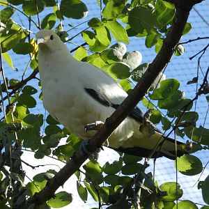 Pied imperial pigeon