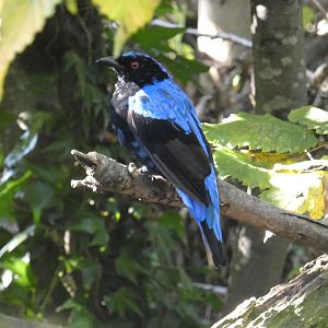 Asian fairy bluebird