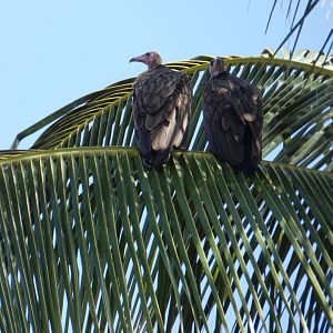 Hooded vultures