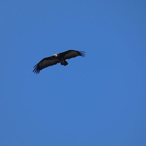 Hooded vulture flying