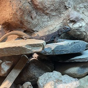 Common Chuckwalla