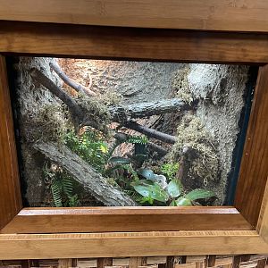 Philippine Tree Skink Exhibit