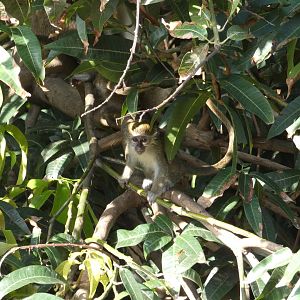 Green monkey juvenile