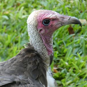 Hooded vulture close-up